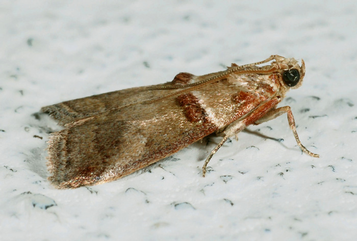 Pyralidae 5 - Acrobasis tumidana